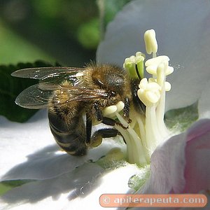 foto de abeja extrayendo nectar de flor de manzano HD